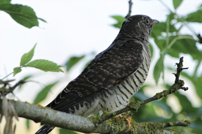 Natur – Morgenfruen fra Nolds Havn